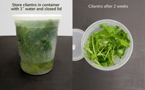 How to store cilantro to keep it fresh for weeks