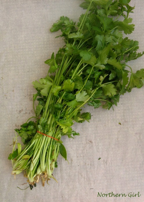 Fresh cilantro, also known as coriander